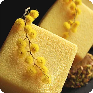 Mimosa